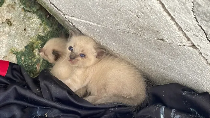 Estou doando três gatos 
