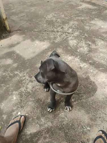 Pitbull