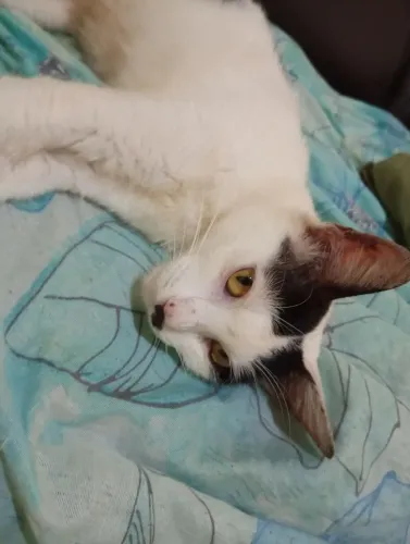 Gata pra doação 