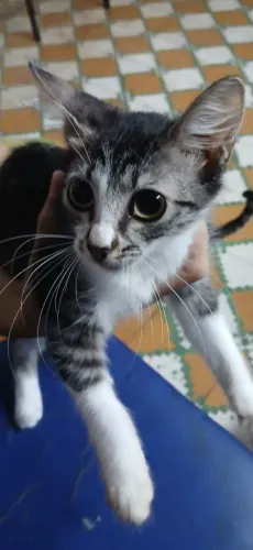 Gatos para doação URGENTE 