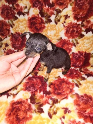 Pinscher Fêmea Padrão 0 Disponível 