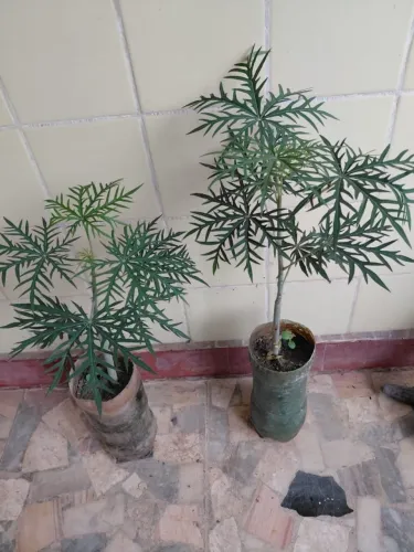 Merthiolate (Jatropha multifida) - Vendo mudas