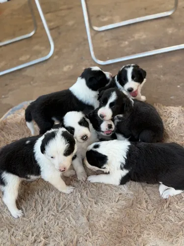 Border Collie