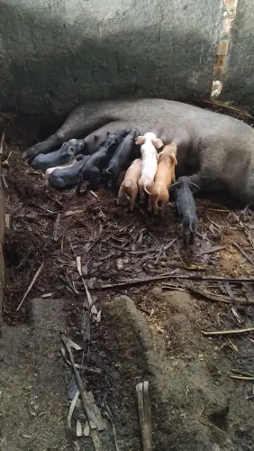 Animais 