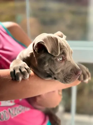 American Bully Filhotes