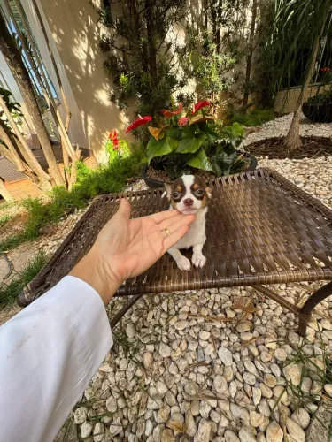 Chihuahua 