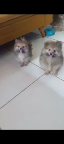 Vendo/Troco Spitz fêmea