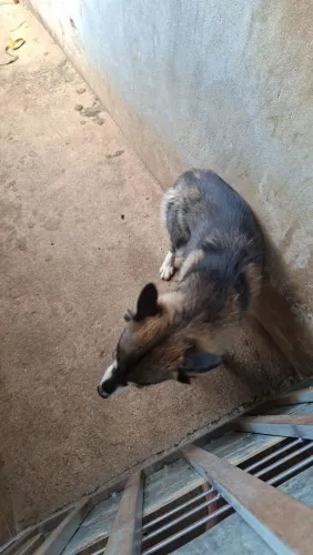 Hushy siberiano femea