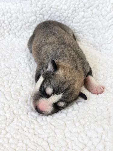 Husky siberiano Wooly