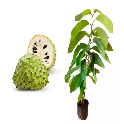 Mudas Frutíferas: Atemoia