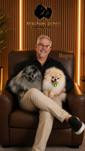 Spitz Alemão Monta e Filhotes