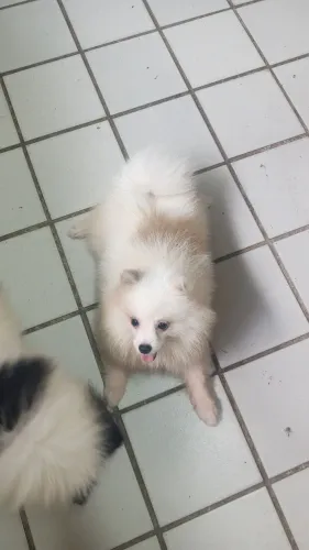 Spitz alemão anão branco com laranja macho