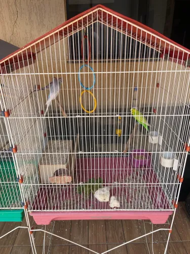 Viveiro (leia todo o anúncio)