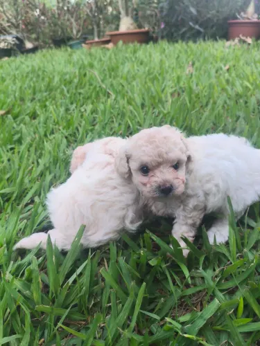 Poodle macho toy $2.300,00