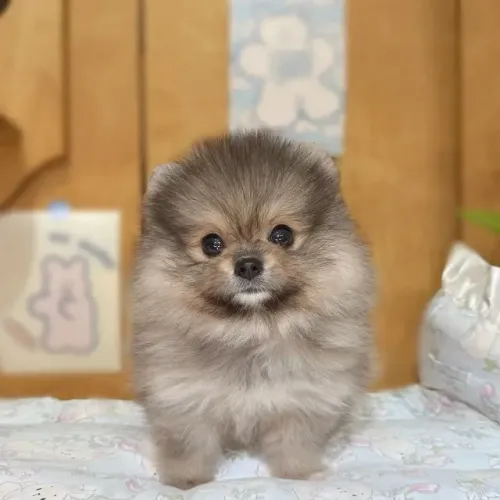 Bebezinho spitz alemão/lulu da pomerânia super dócil com saúde