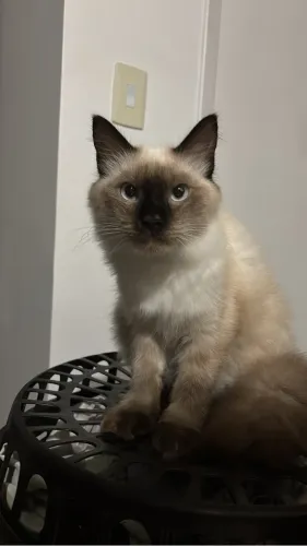 Gatinha siamês pra doação