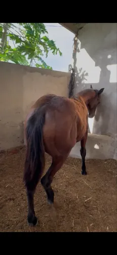 Potra PO QUARTO DE MILHA