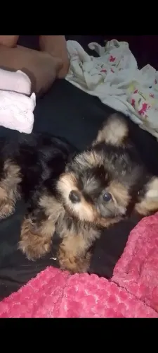 Filhote de yorkshire terrier 