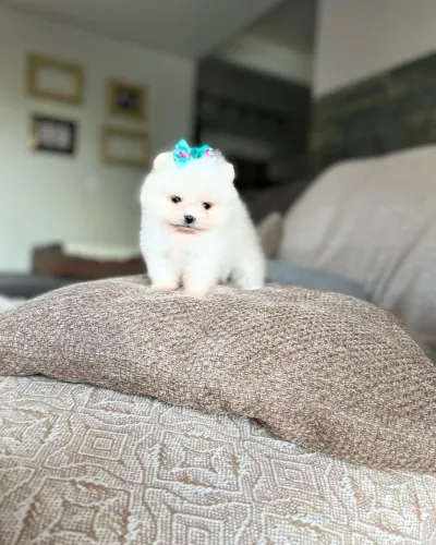 Lulu da Pomerânia baby face