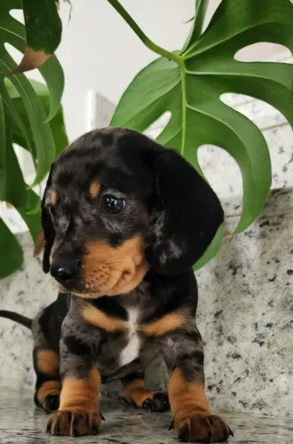 Teckel - O Mofadinho Com Pedigree!!!