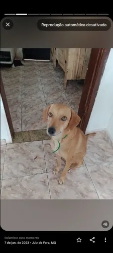 Dos se linda cadelinha 