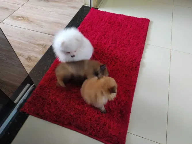 Fêmea de lulu