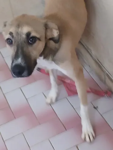 Doa-se cachorro