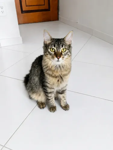 Gatinha filhote para a adoção 