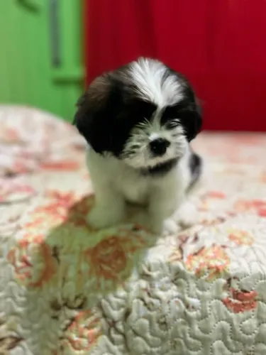 shih-tzu filhote