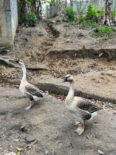 Casal de Ganso Africano