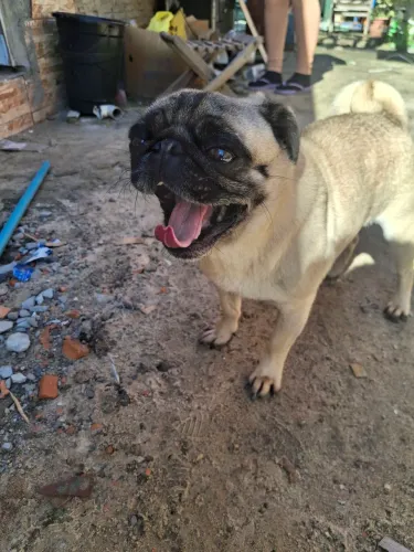Pug macho 3 anos não castrado 500 reais