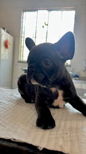 FILHOTE BULDOGUE FRANCÊS