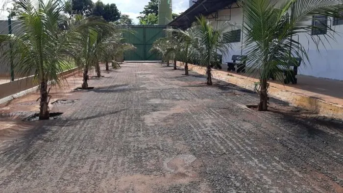 Mudas de coco anão e Coco da Bahia produzindo
