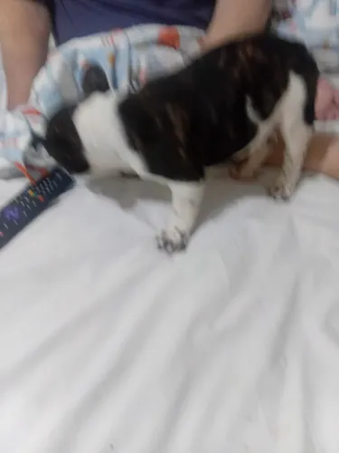 Lindo Casal de buldog Frances