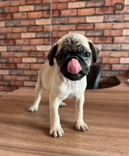 Filhote de Pug adorável