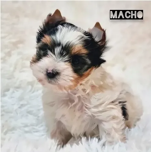 Biewer Terrier Fêmea Tricolor - Perfeita Para Companhia e Muito Sociável