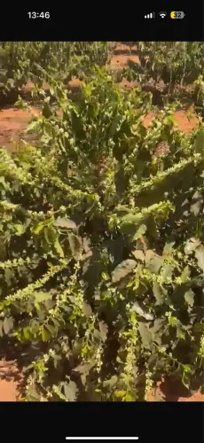 Fazenda de café região de monte Carmelo