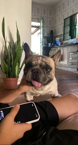 bulldogue francês para cruzar