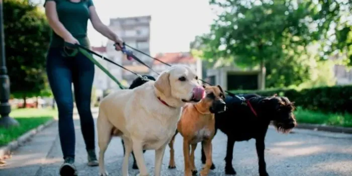 Passeador de cachorro