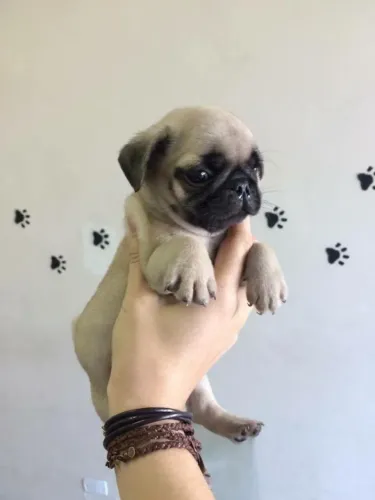 Pug machinho com 55 dias cor abricot vacinado com pedigree todas as garantias em contrato