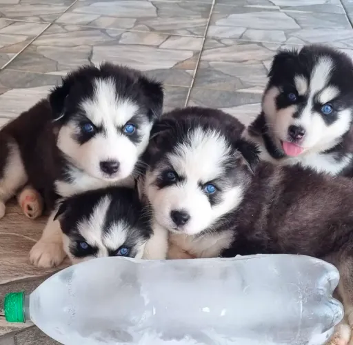Filhotes Husky Siberiano, Patinhas Pequenas, Amor Sem Medida!
