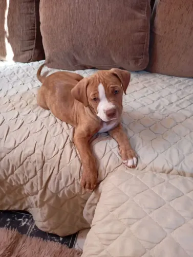 Filhote Pitbull fortes