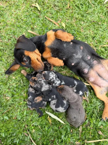 Dachshund MINIATURA VIDEIRA/SC