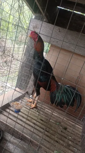 Galo indio
