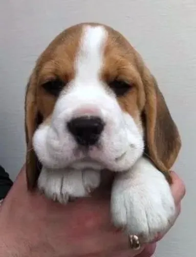 Beagle com garantia de saude 