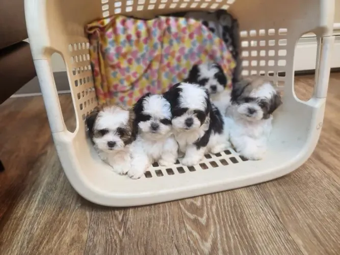 Shih Tzu micro maravilhosa