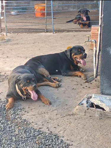 Filhotes rottweiler cabeça de touro