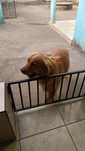 Golden Retriever CRUZA/COBERTURA