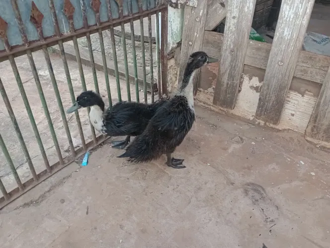 Lindos Patos raça corredor indiano ( casal)