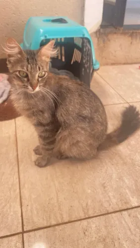 Gatinha fêmea 